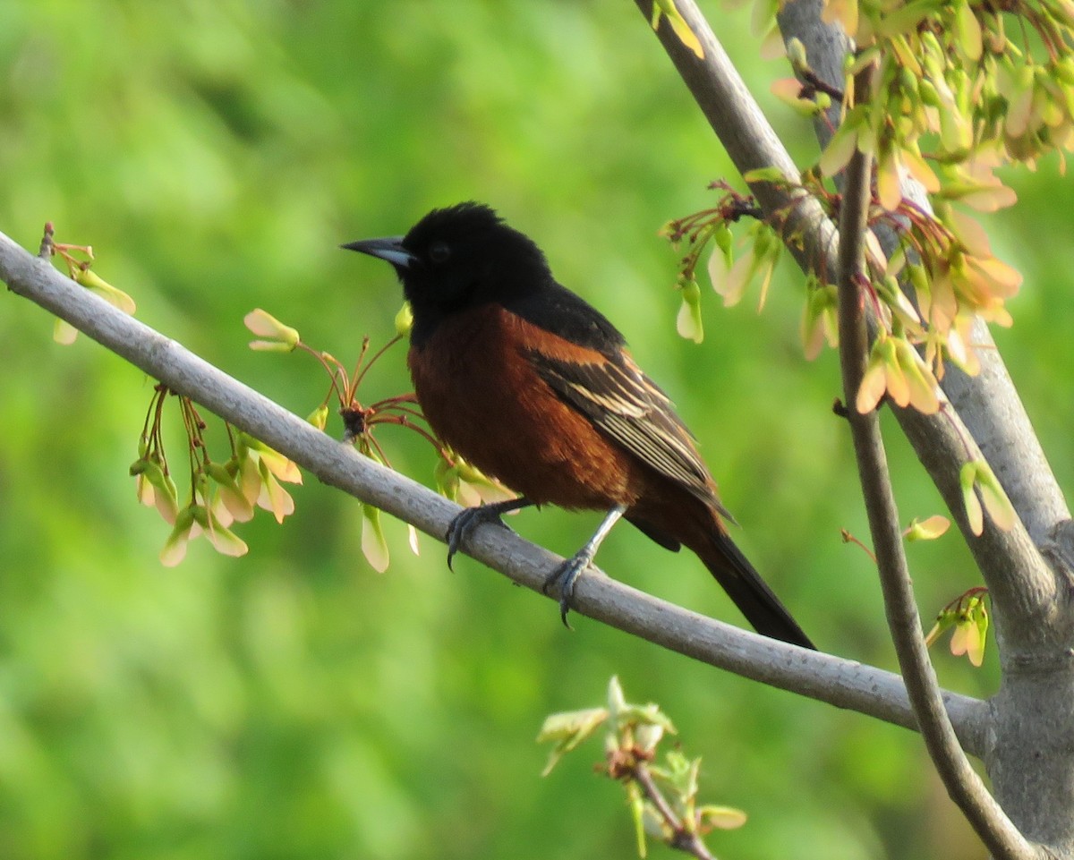 Orchard Oriole - ML573017061
