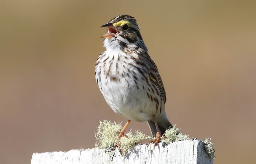 Savannah Sparrow - ML57301761