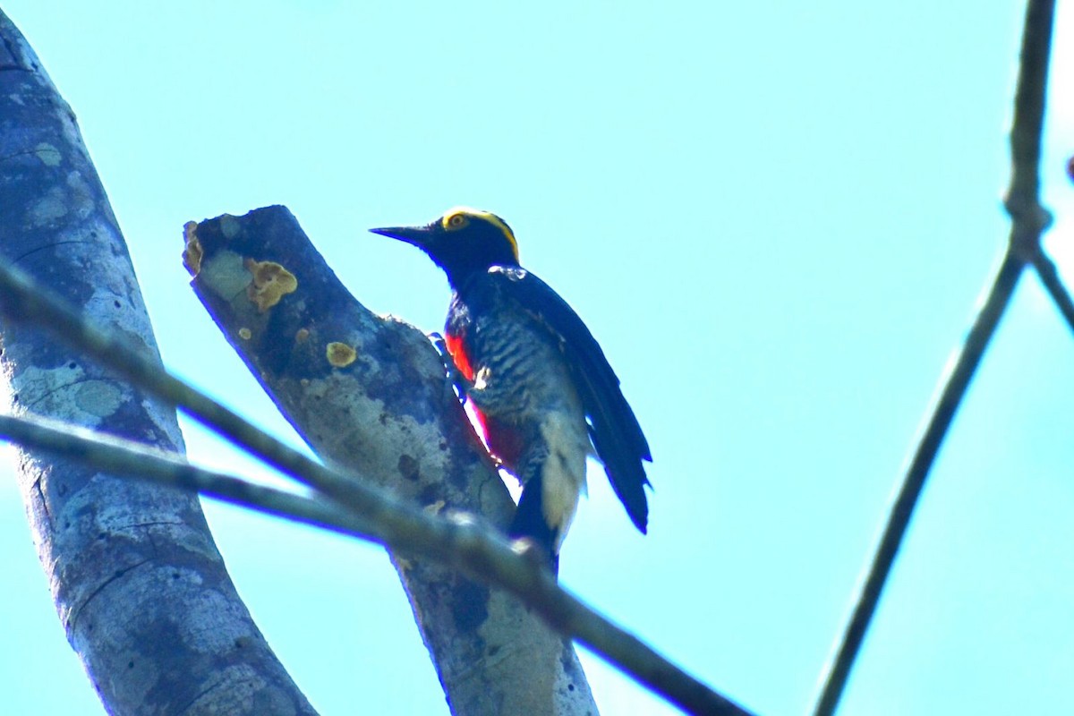 Yellow-tufted Woodpecker - ML573018231