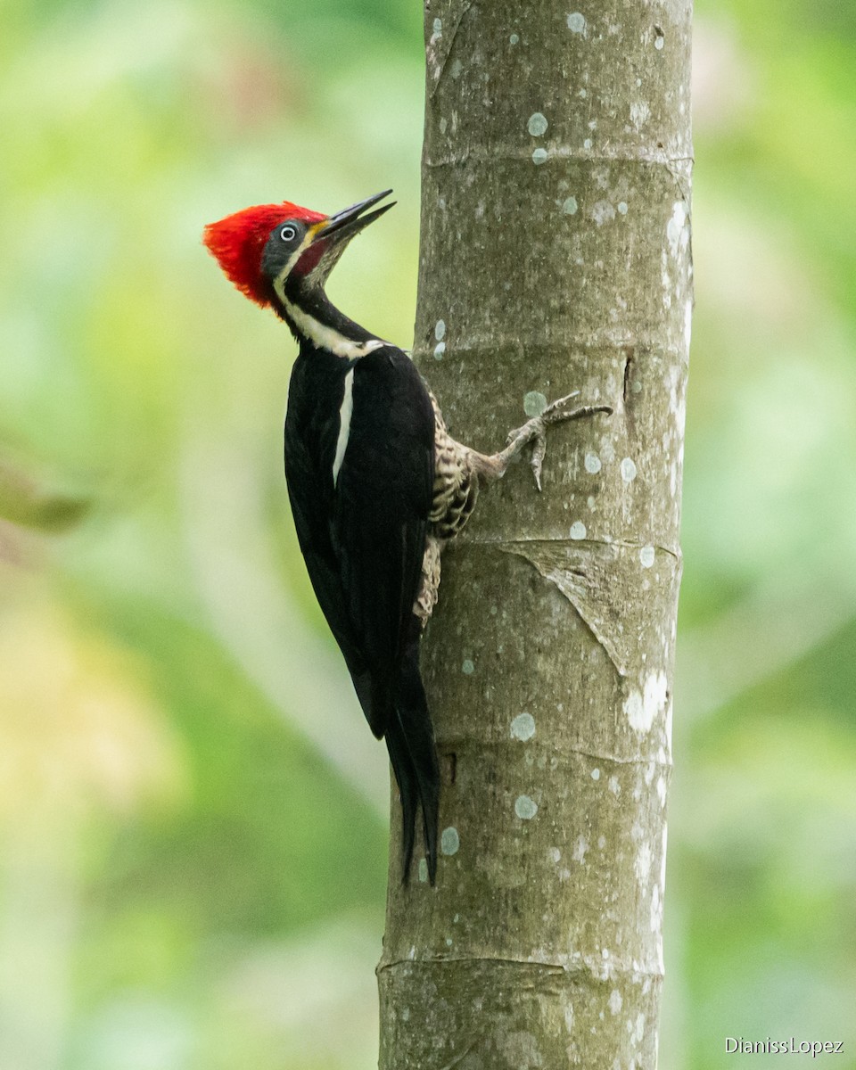 Lineated Woodpecker - ML573019071