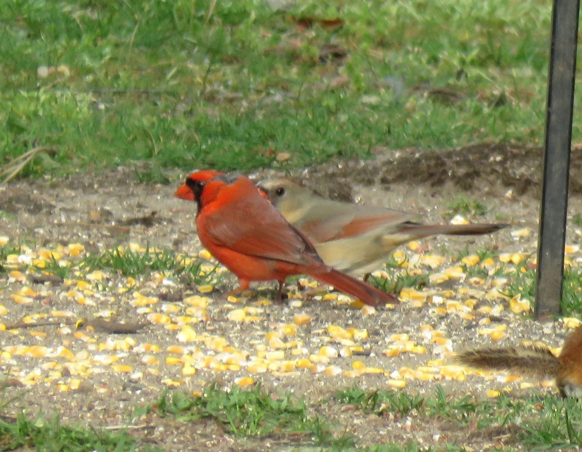 Cardinal rouge - ML573020431