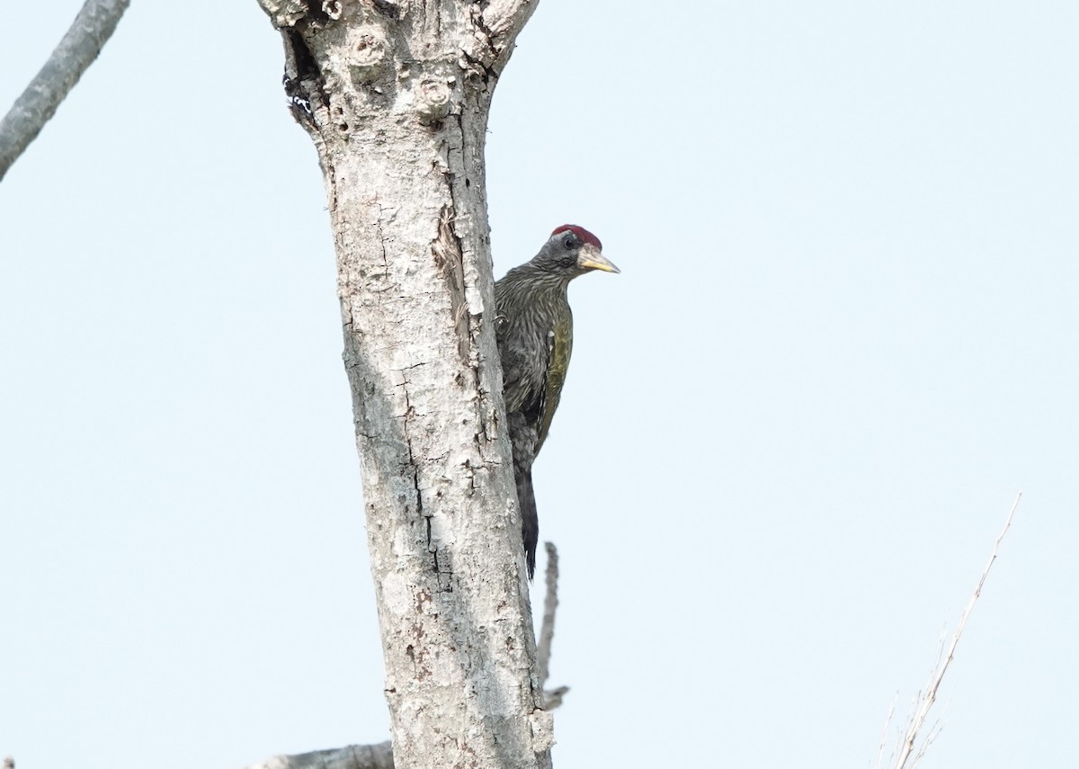 Streak-throated Woodpecker - ML573021611