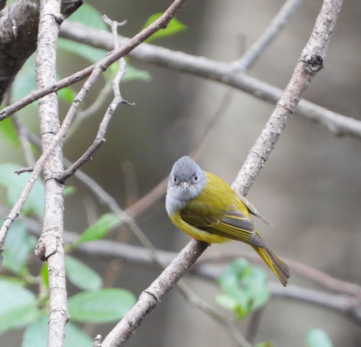 Gray-headed Canary-Flycatcher - ML573021841