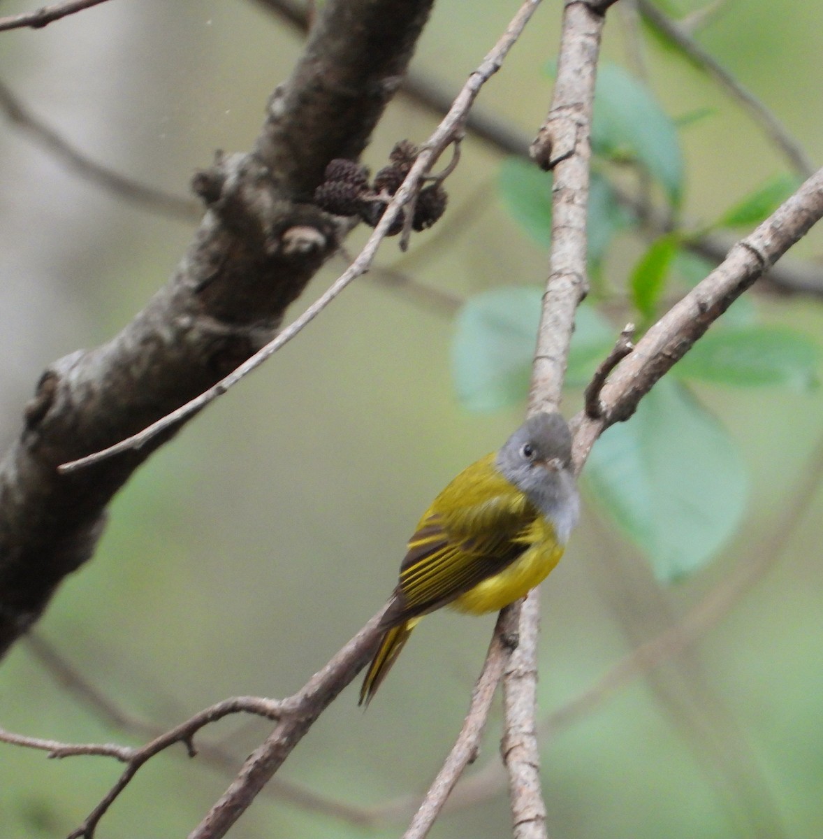 Gray-headed Canary-Flycatcher - ML573021881