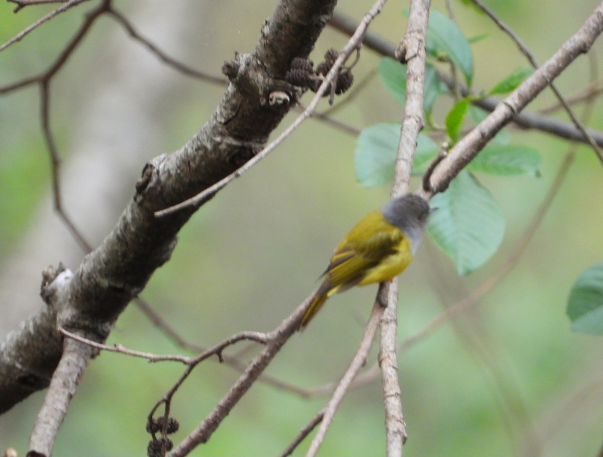 Gray-headed Canary-Flycatcher - ML573021901