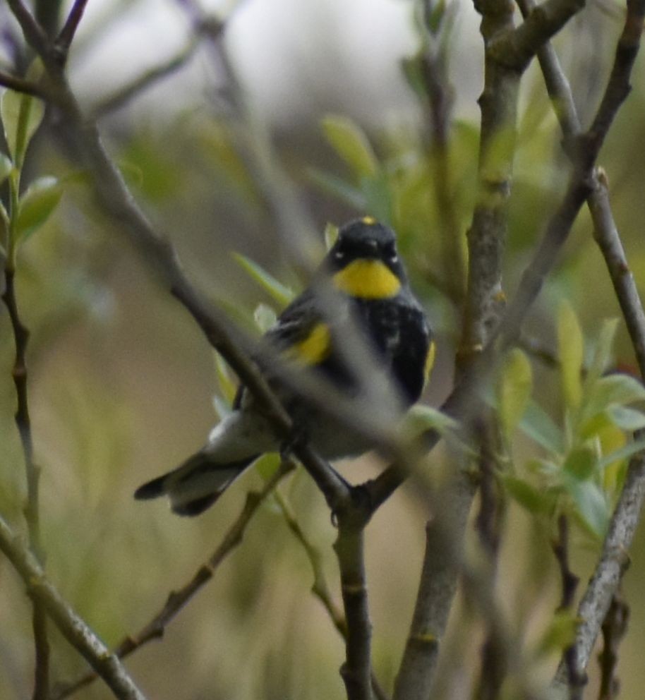 Yellow-rumped Warbler (Audubon's) - ML573023951