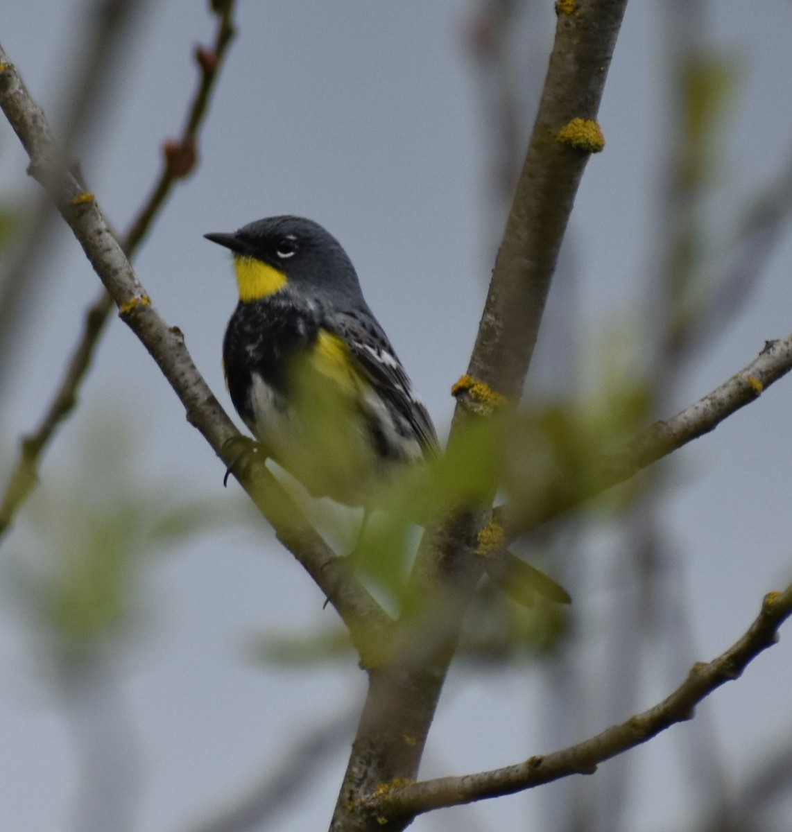 Yellow-rumped Warbler (Audubon's) - ML573023961