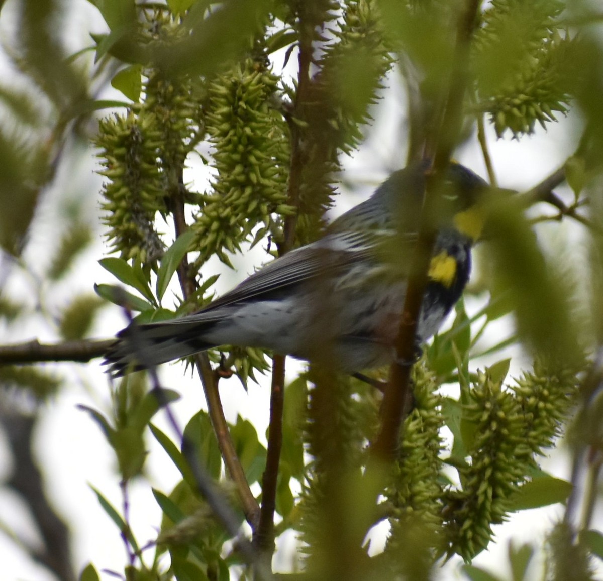 Yellow-rumped Warbler (Audubon's) - Sally Anderson