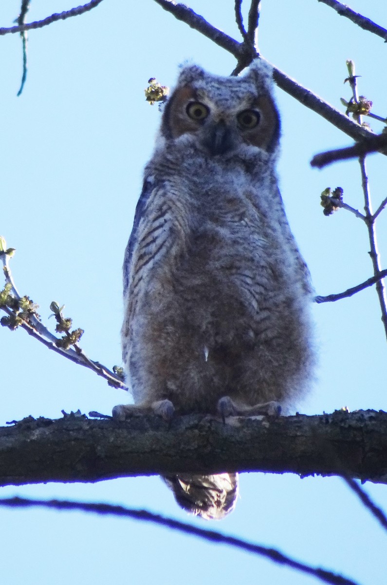 Great Horned Owl - Judith Huf
