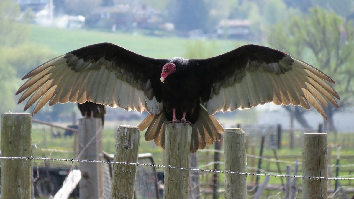 Turkey Vulture - ML57302511