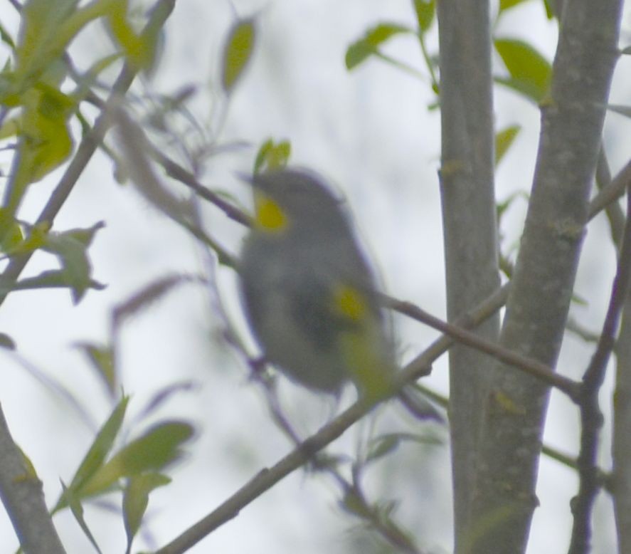 Yellow-rumped Warbler (Audubon's) - ML573025501