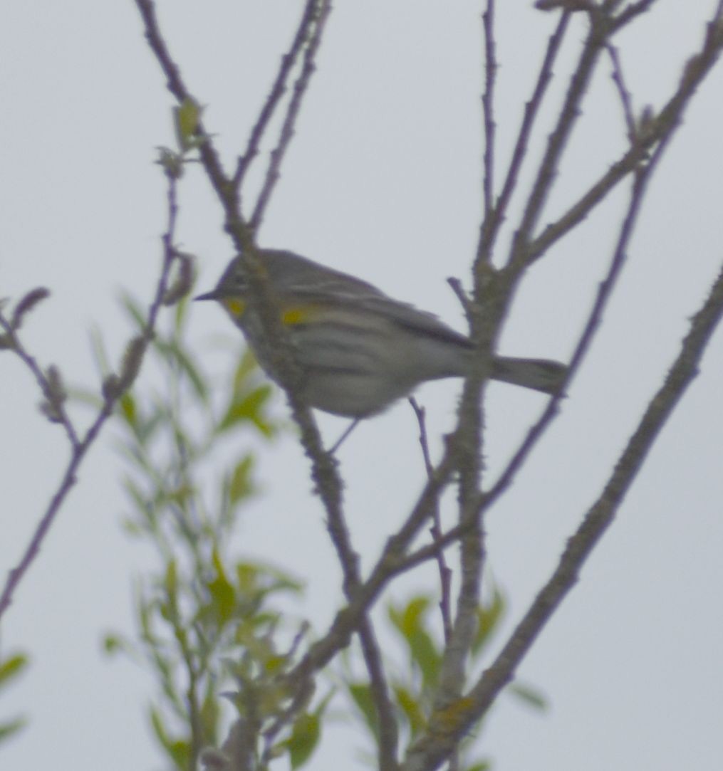 Yellow-rumped Warbler (Audubon's) - ML573025511