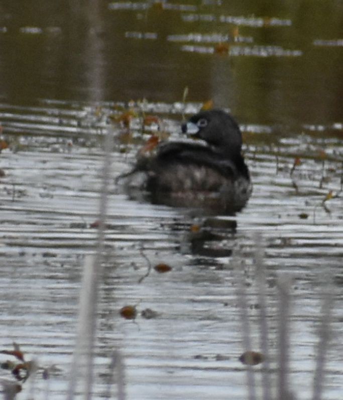 Pied-billed Grebe - Sally Anderson