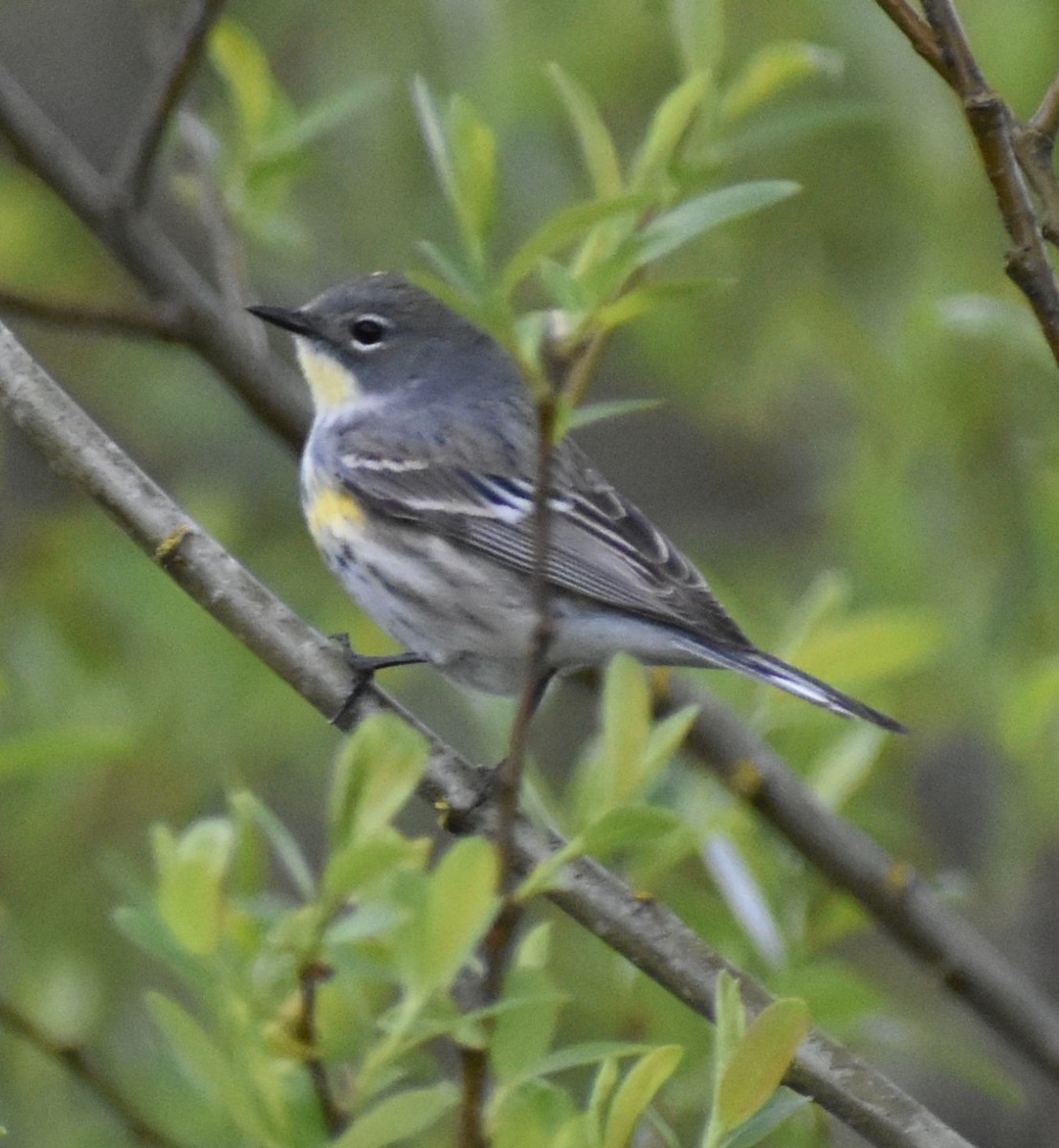 Yellow-rumped Warbler - Sally Anderson