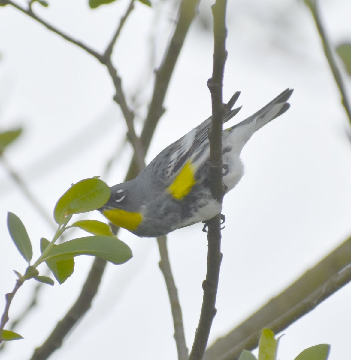 Yellow-rumped Warbler (Audubon's) - ML573026351