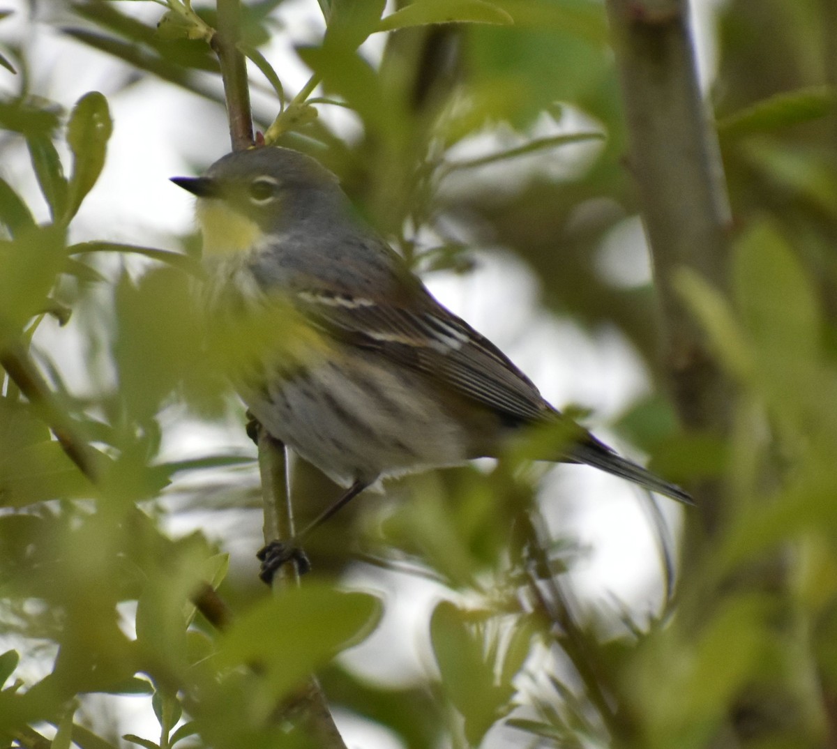 Yellow-rumped Warbler (Audubon's) - Sally Anderson