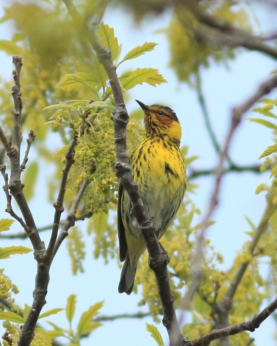 Cape May Warbler - ML573027161