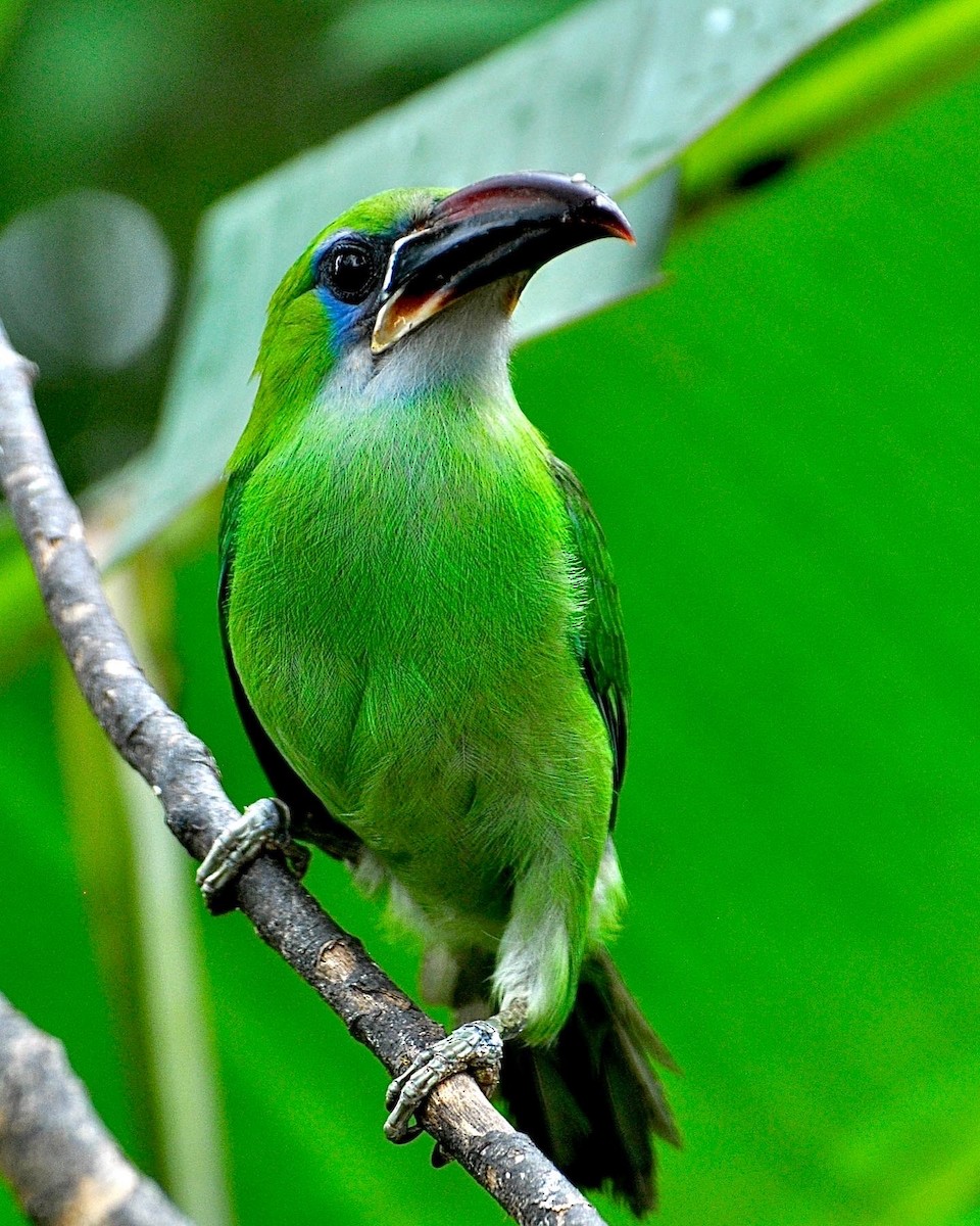 Groove-billed Toucanet - ML573027651