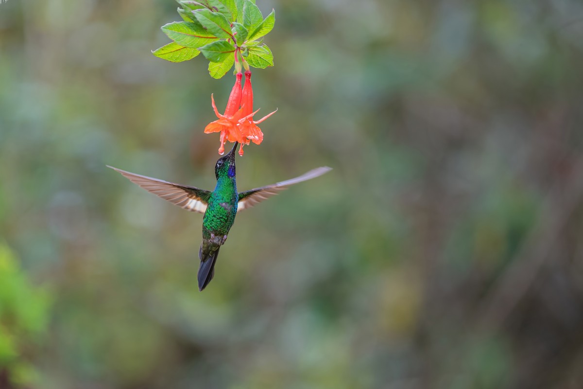 Buff-winged Starfrontlet - ML573028001