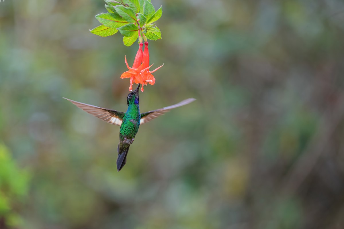 Buff-winged Starfrontlet - Ngoc Sam Thuong Dang