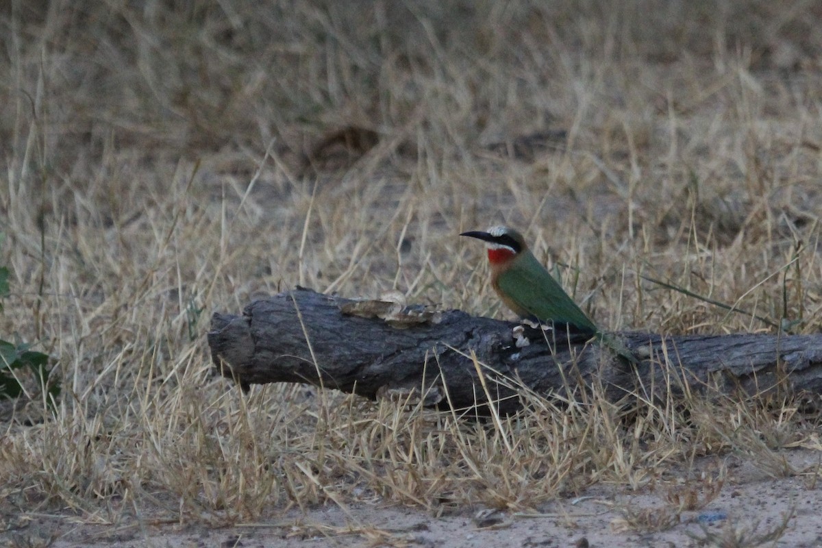 White-fronted Bee-eater - ML573028251