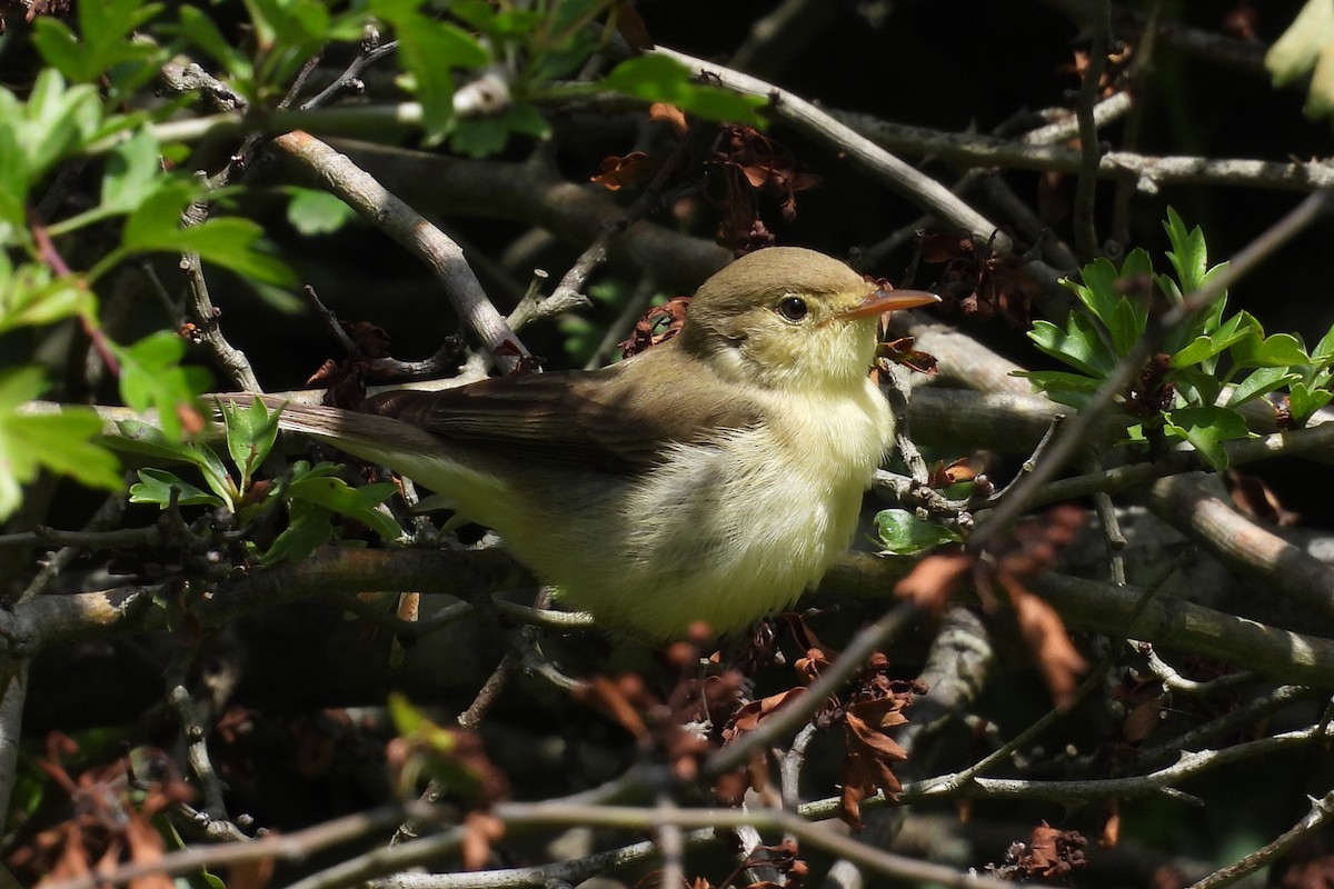 Melodious Warbler - ML573028371