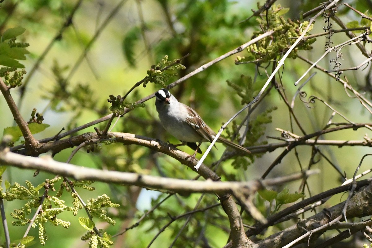 White-crowned Sparrow - ML573029351