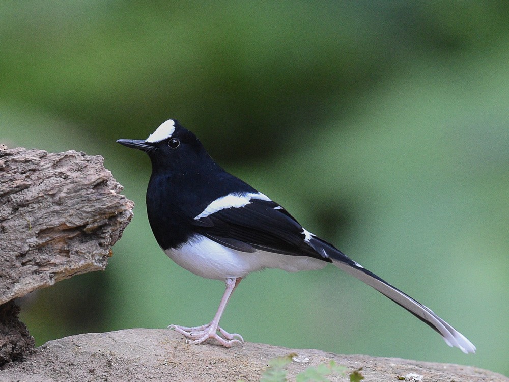 White-crowned Forktail - ML573029671