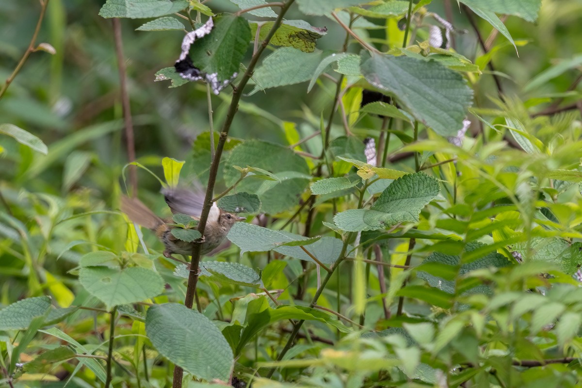 Brownish-flanked Bush Warbler - Shing Arrrrr