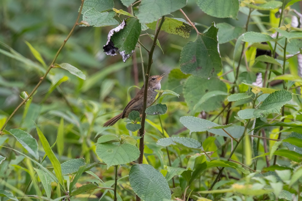 Brownish-flanked Bush Warbler - Shing Arrrrr