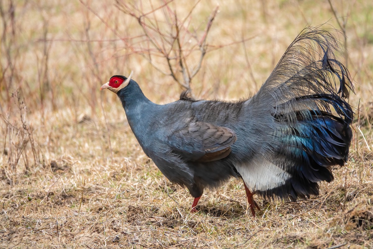 Blue Eared-Pheasant - 冰 鸟