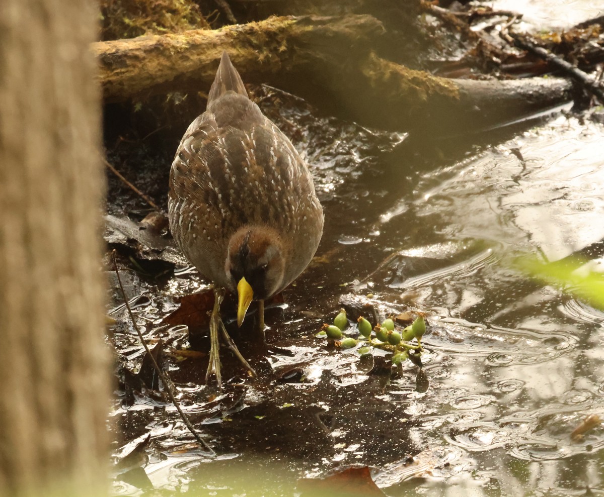 Ebird Checklist May Grand Mere Sp Species