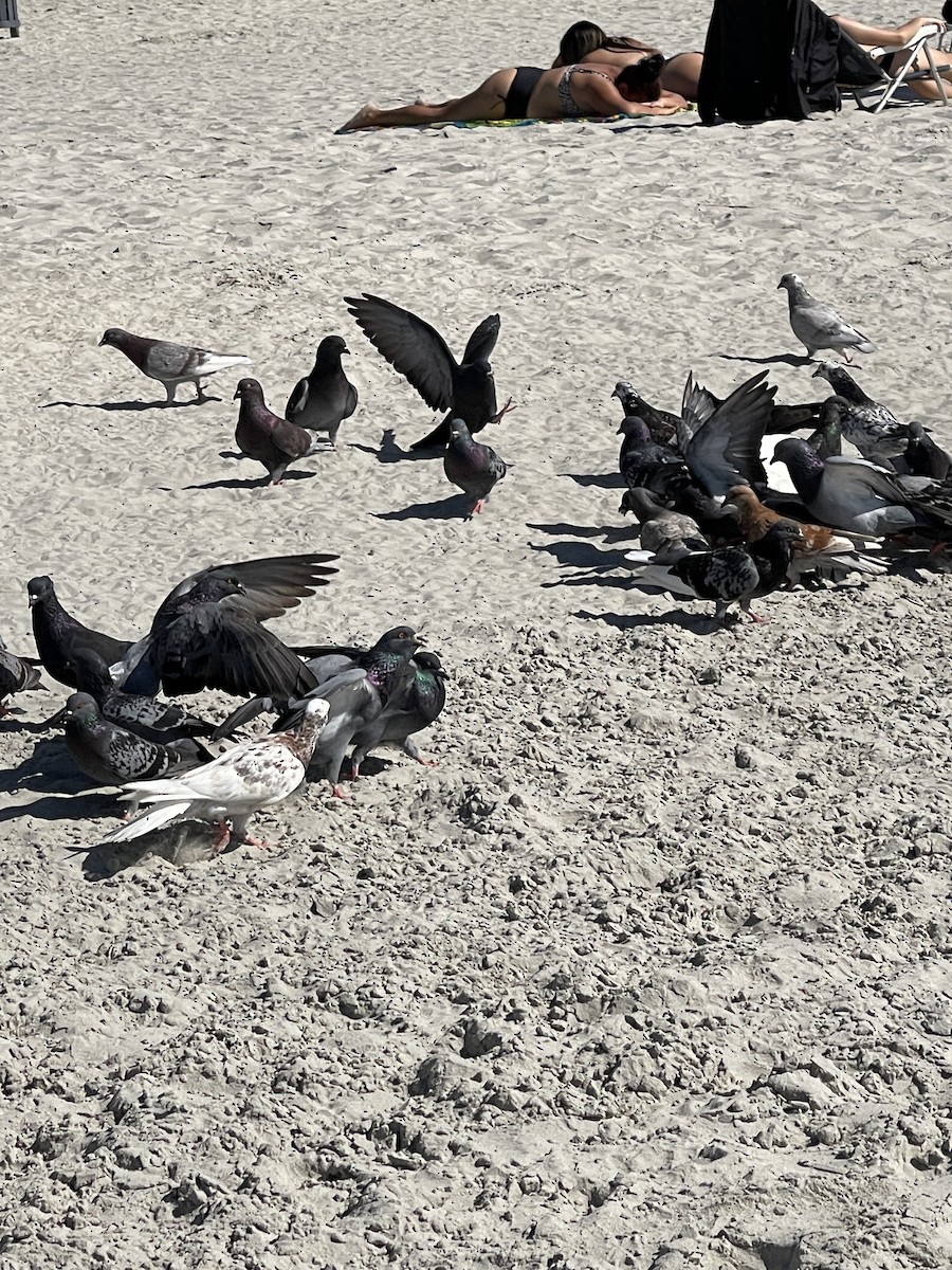 Rock Pigeon (Feral Pigeon) - ML573043051