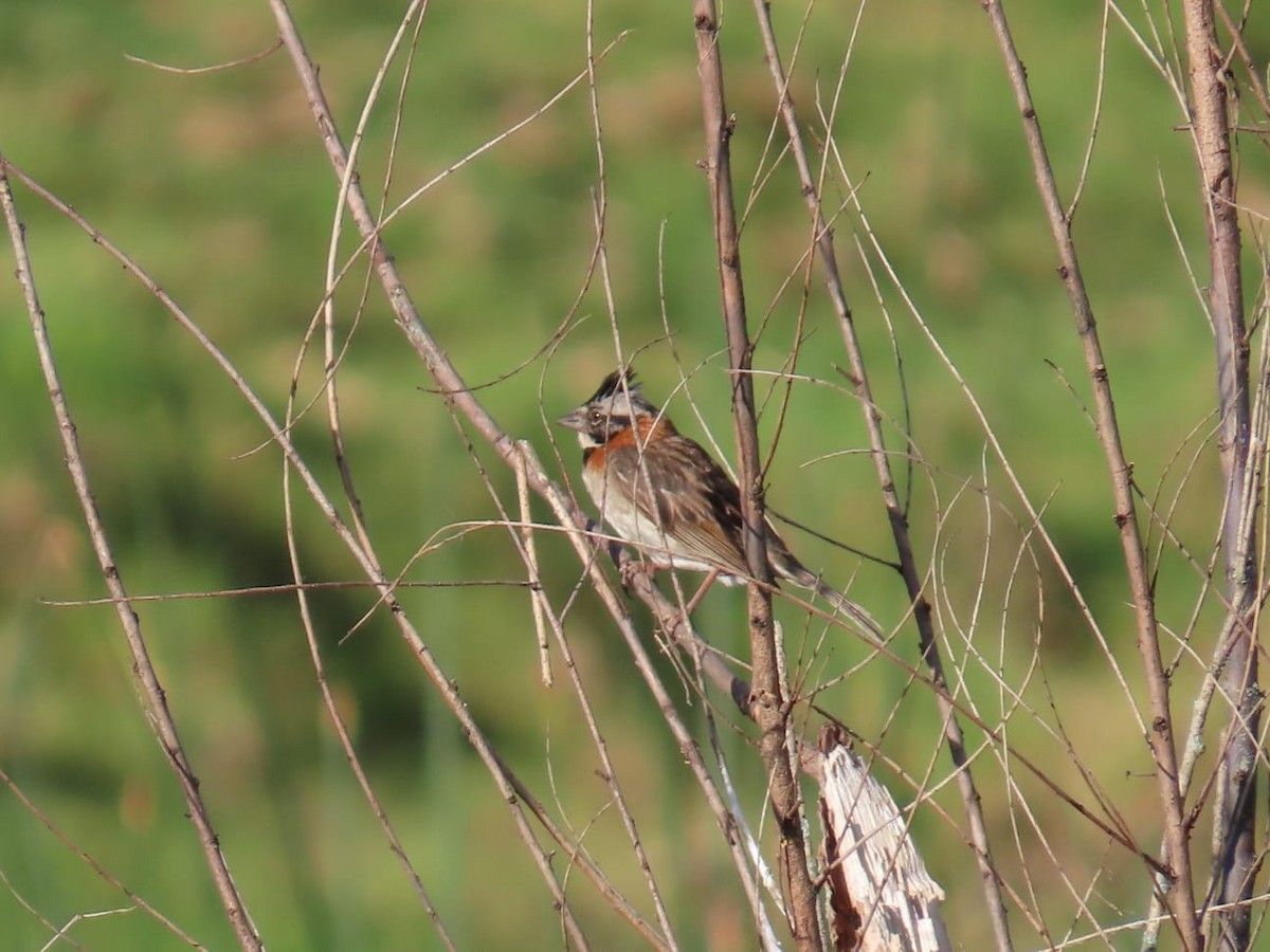 Rufous-collared Sparrow - ML573045681