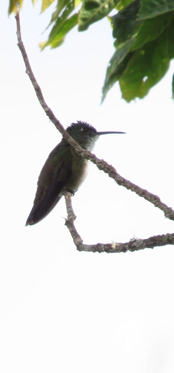 Azure-crowned Hummingbird - ML573047881