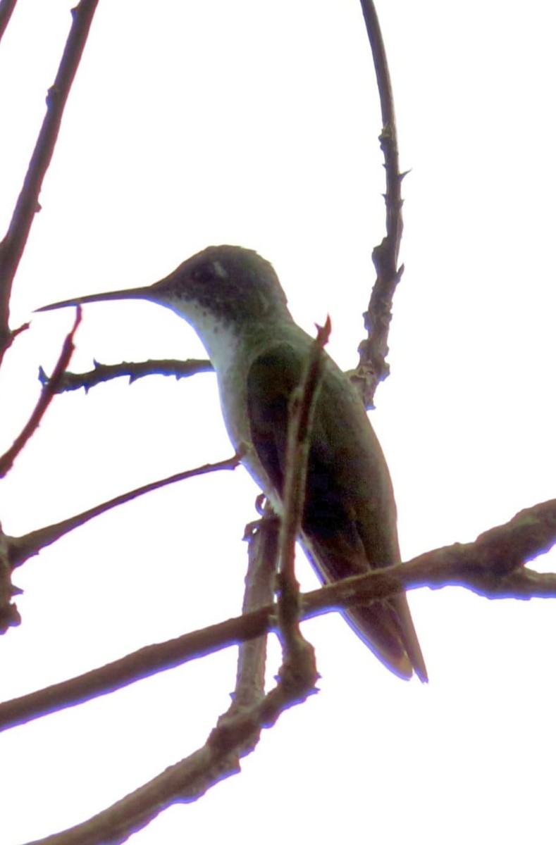 Azure-crowned Hummingbird - ML573047891