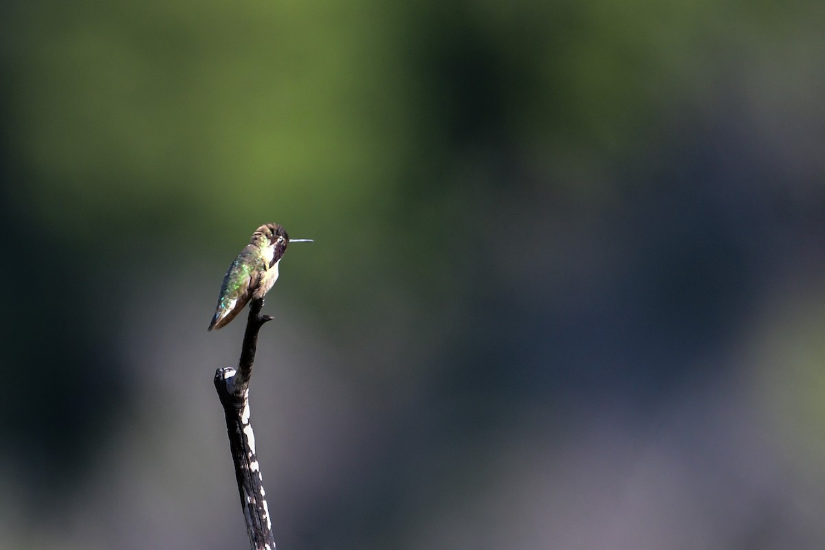 Costa's Hummingbird - ML573052011