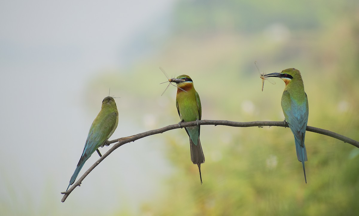Blue-tailed Bee-eater - ML573052251