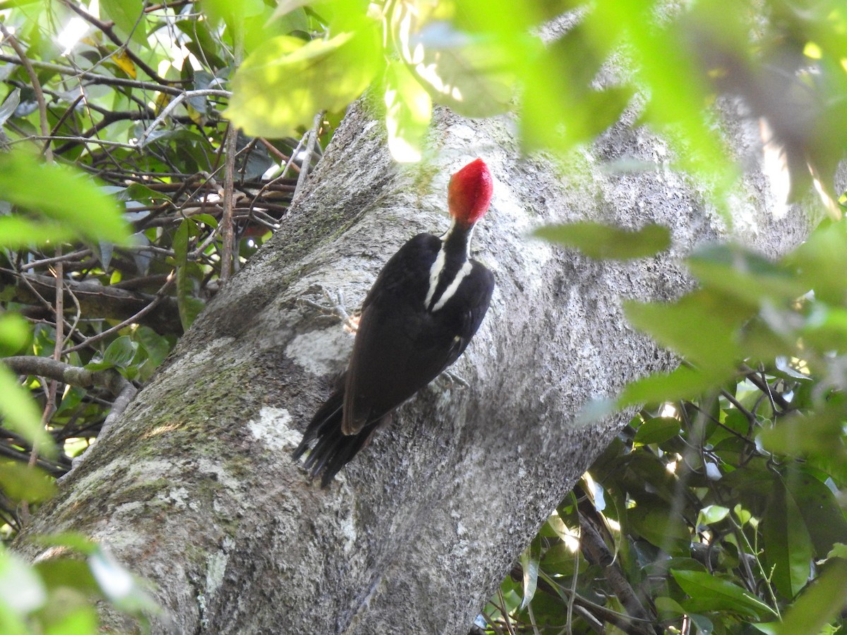 Pale-billed Woodpecker - ML573056971