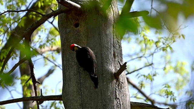 Pileated Woodpecker - ML573061291