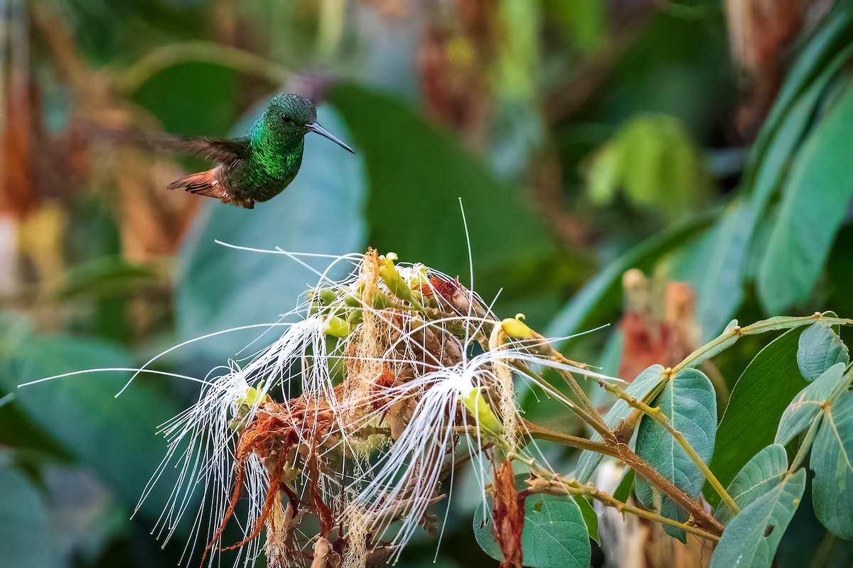 Copper-tailed Hummingbird - ML573061551