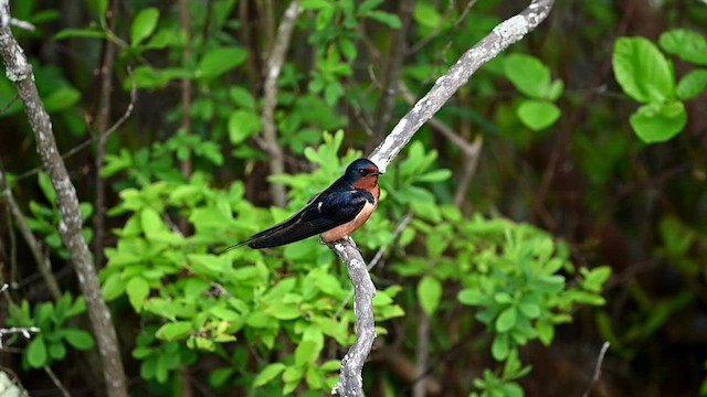 Barn Swallow (American) - ML573065011