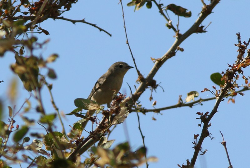 Lucy's Warbler - ML57306661