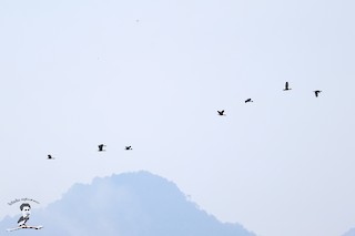 Lesser Whistling-Duck, ML573069401