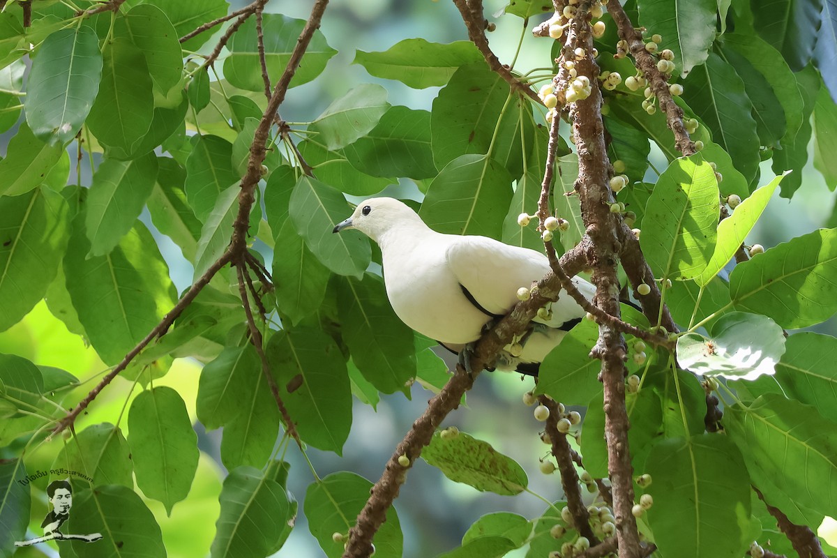 Pied Imperial-Pigeon - ML573073511