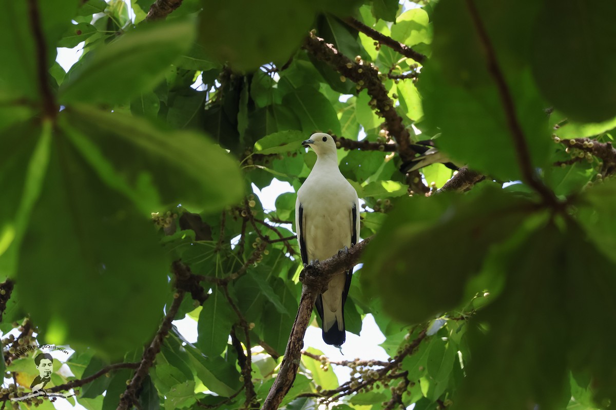 Pied Imperial-Pigeon - ML573073521