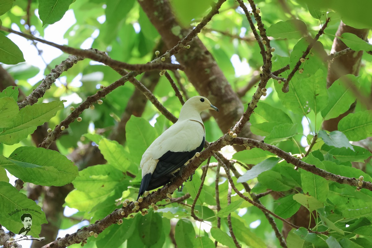 Pied Imperial-Pigeon - ML573073551