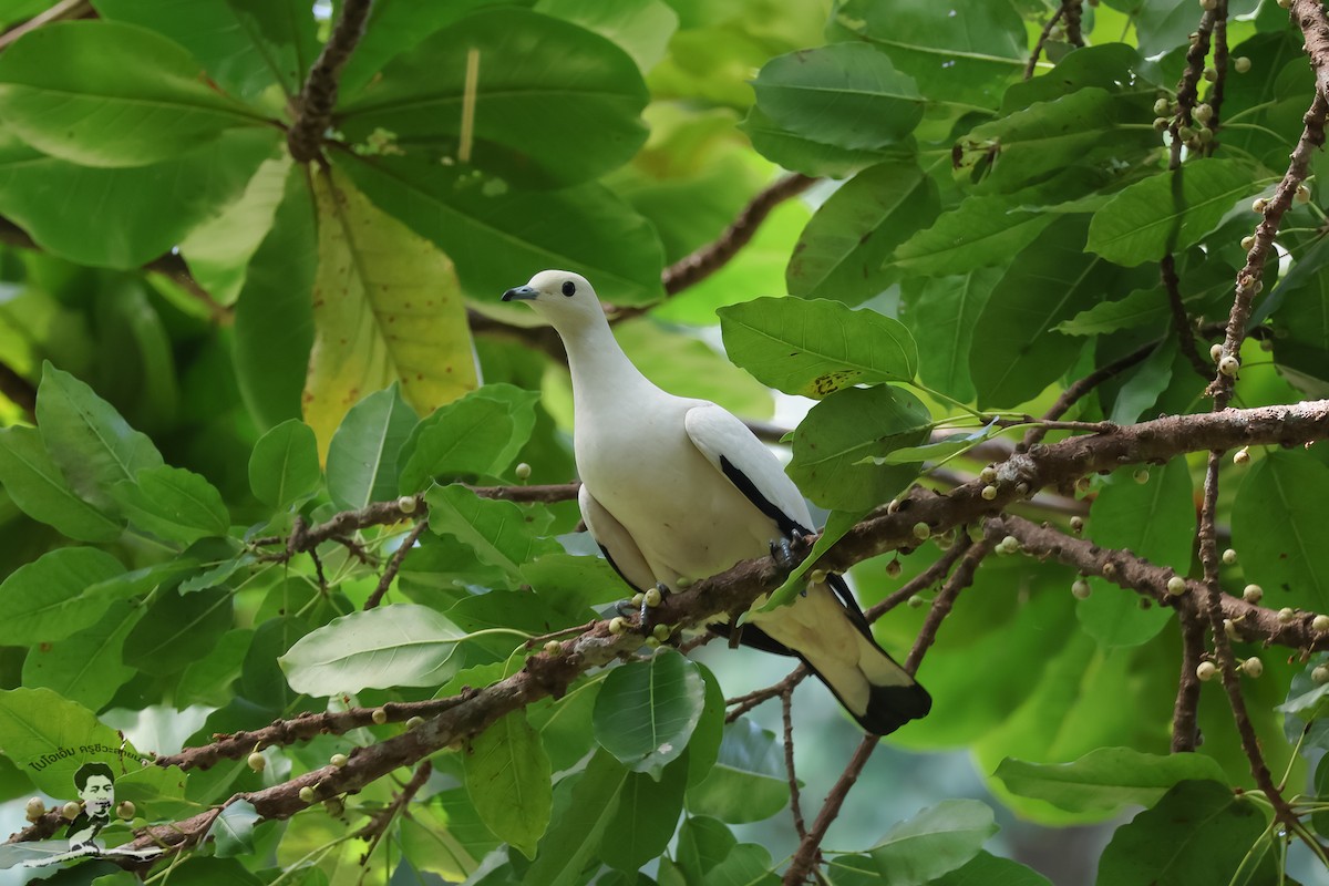 Pied Imperial-Pigeon - ML573073561