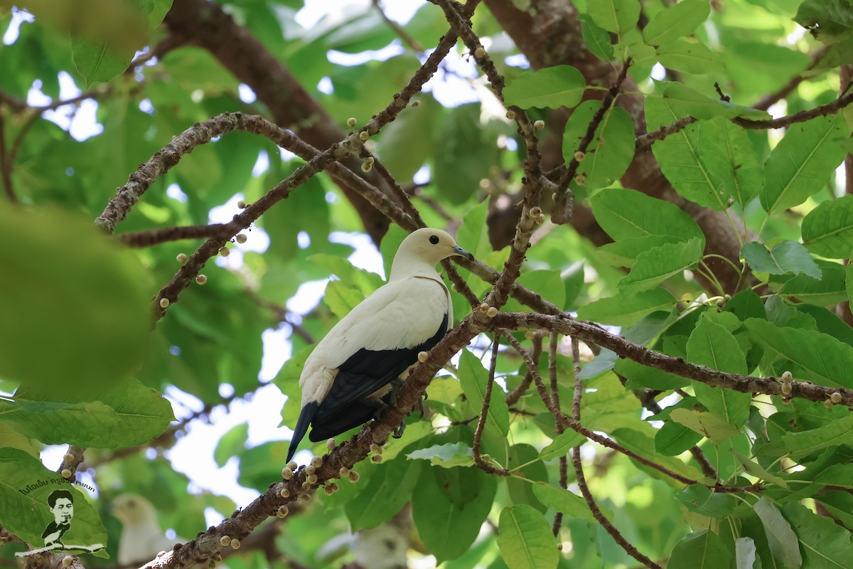 Pied Imperial-Pigeon - ML573073571