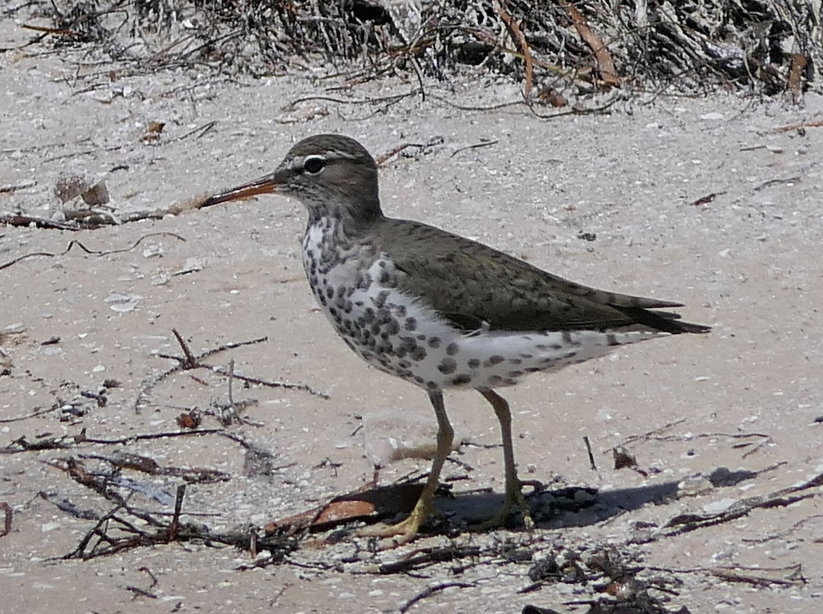 Spotted Sandpiper - Claire Herzog